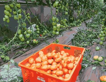 image of a box with freshly picked tomatoes